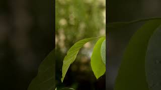 Dancing in the Rain: A Close-Up of Raindrops on Leaves