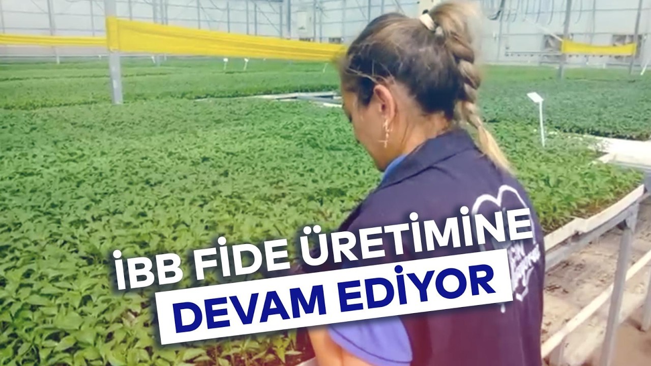 İBB FİDE ÜRETİMİNE DEVAM EDİYOR