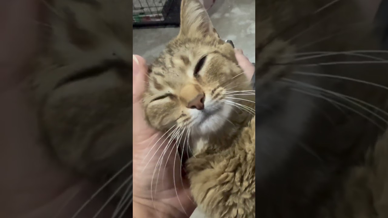 Enlarge Aphrodite, a ADOPTABLE American Shorthair in North Chesterfield, VA video 1/3