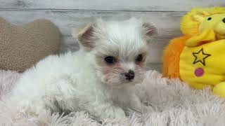 ハーフ犬の動画01