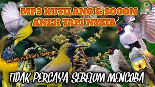 Download lagu MP3 pikat burung KUTILANG dan sogon ❗ suara Paling ampuh 💯 ganasss ❗ mp3