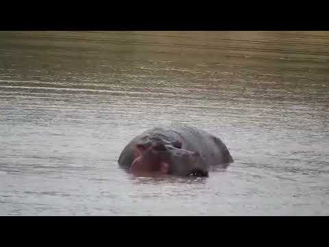 Djuma: Hippo slowly getting active-does a barrel roll too - 16:59 - 11/27/2022