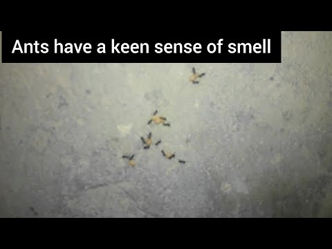 Ants have a keen sense of smell | World wide
