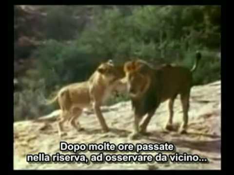 L'incredibile storia del leone Christian (sottotitoli in italiano)