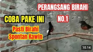 Download lagu Murai BETINA - JANTAN Pasti Birahi Spontan Kawin - Pake ini Pancingan ampuh murai agar Birahi Kawin mp3 Download lagu Murai BETINA - JANTAN Pasti Birahi Spontan Kawin - Pake ini Pancingan ampuh murai agar Birahi Kawin mp3