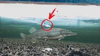 Как пользоваться камерой для зимней рыбалки