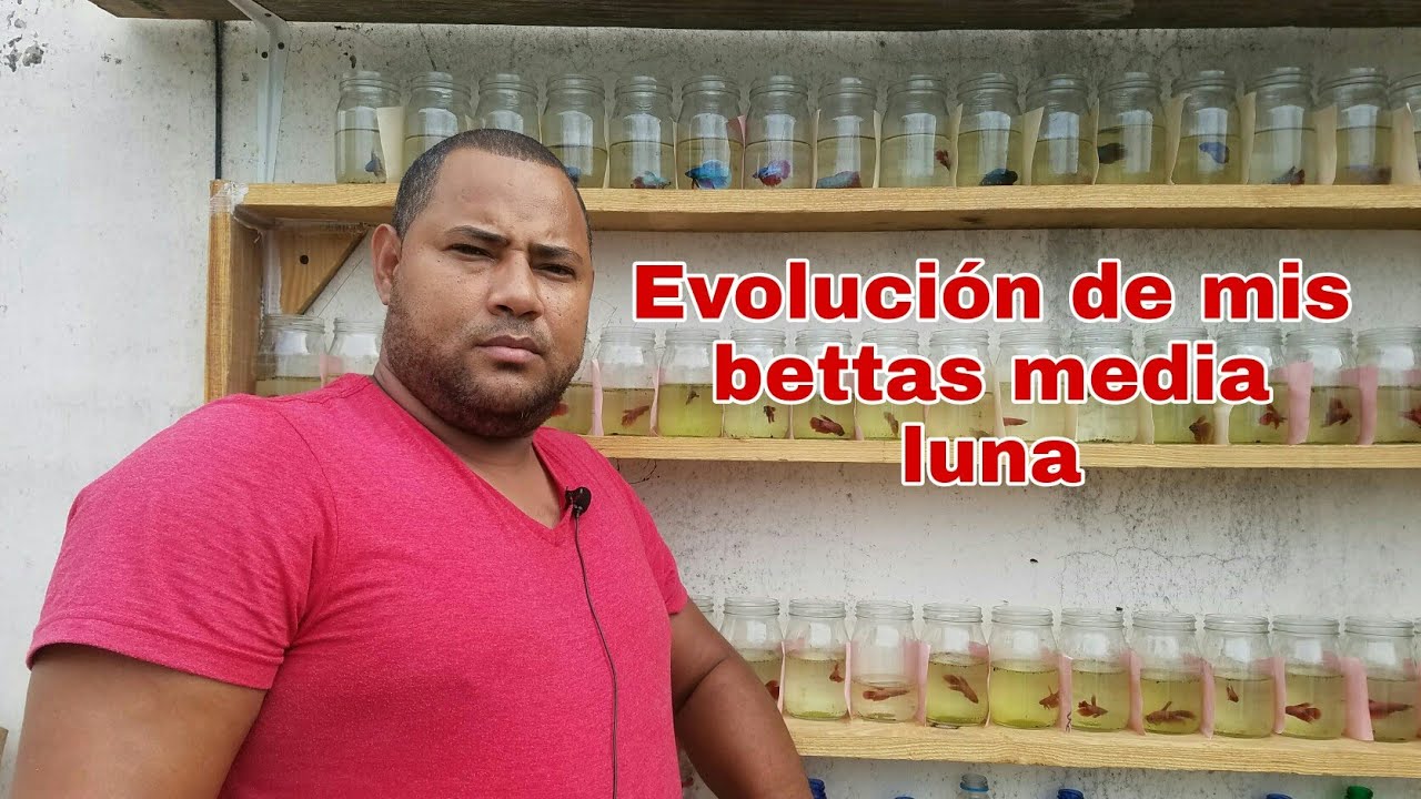 #superbettashd Evolución de mis bettas media luna
