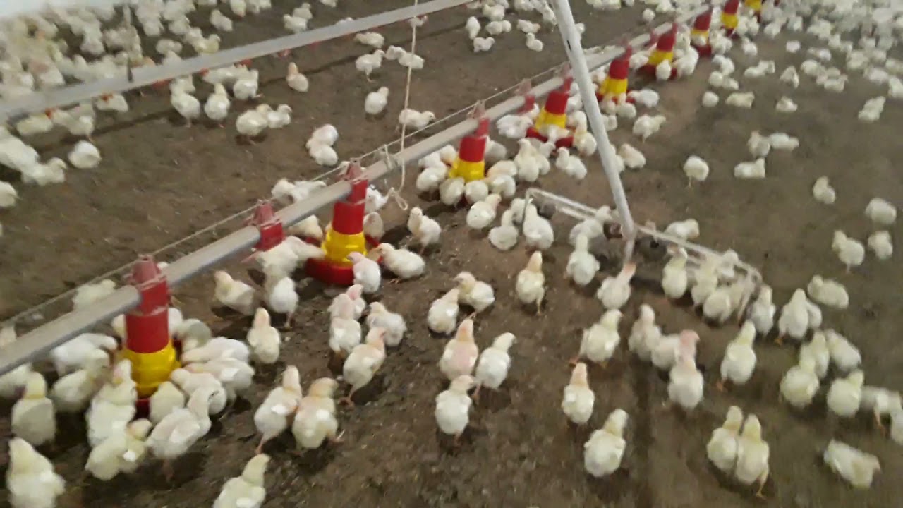 cuidados com a cama e dicas de 2 aradinhos bem funcional e barrato