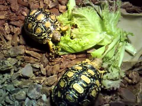 YouTube Video MBGGgn-Vn7w