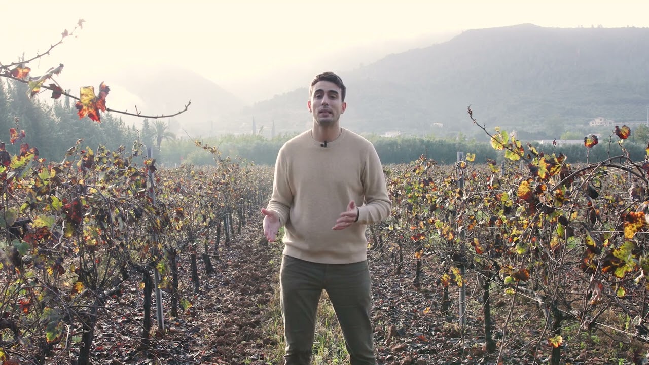 New threat to Mediterranean viticulture: grape leafhoppers Jacobiasca lybica and Empoasca vitis