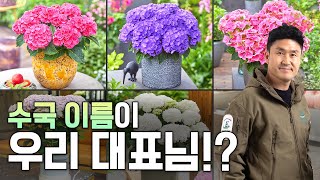 말이 안 됩니다. 어떻게 수국 이름이 우리 대표님!?!?