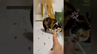 Download lagu ekspresi kucing ketika kesurupan mp3 Download lagu ekspresi kucing ketika kesurupan mp3