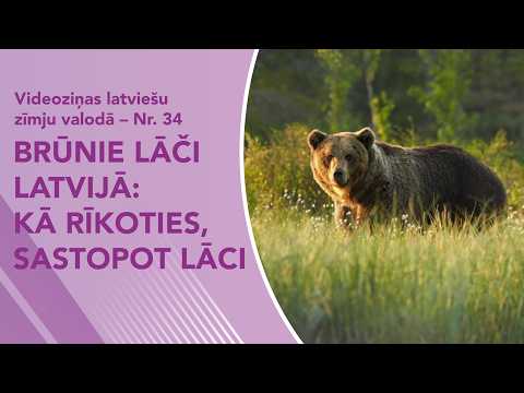Videoziņas Nr. 34 “Brūnie lāči Latvijā: kā rīkoties, sastopot lāci”