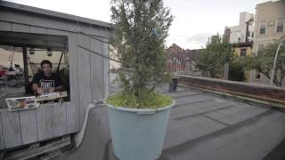 Flamingosis Brooklyn Rooftop Session