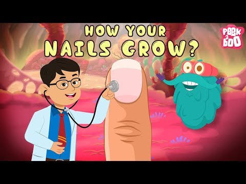 How Your Nails Grow? | The Dr. Binocs Show | Best Learning Videos For Kids | Peekaboo Kidz