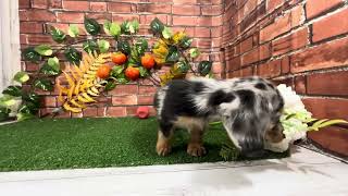 ミニチュアダックスの動画01