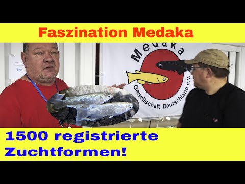 Faszination Medaka - Überblick zu Haltung & Zucht mit Mr. Medaka Detlef Buisker | Aqua-Expo Dortmund