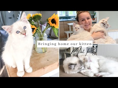 Bringing Home Our SECOND Ragdoll Kitten ~ First Day At Home ~ Introducing Two Cats Successfully