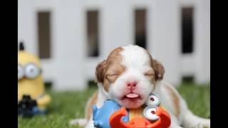 Animals are the best friends of my life! --- Music Free Youtube : _ _ _