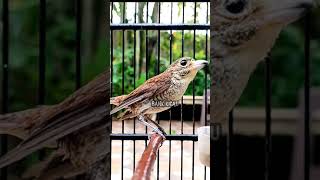 Download lagu Cendet Macan gacor #cendet #cendetgacor #cendetmania #birds #burungkicau #masteranburung mp3 Download lagu Cendet Macan gacor #cendet #cendetgacor #cendetmania #birds #burungkicau #masteranburung mp3