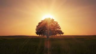 Grounding Meditation for Safety & Peace