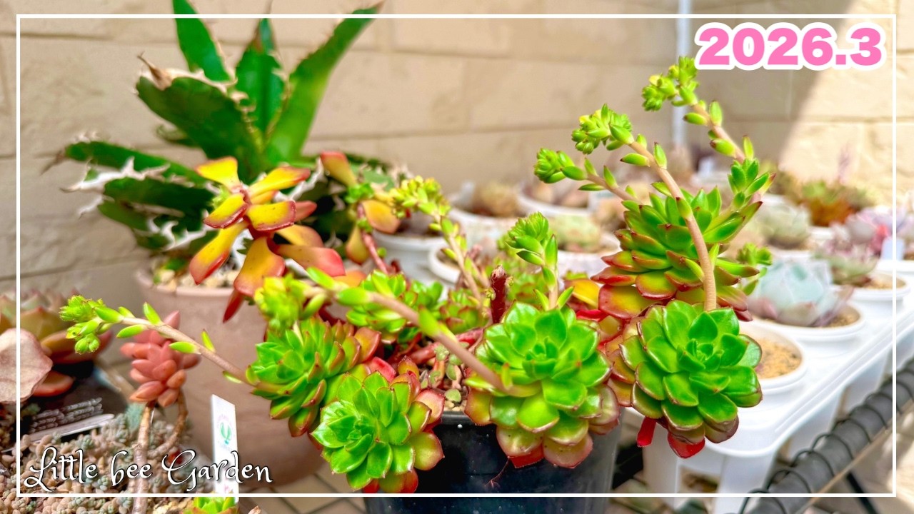 【#562】3月末のベランダ多肉と購入苗紹介♪【ガーデニング】
