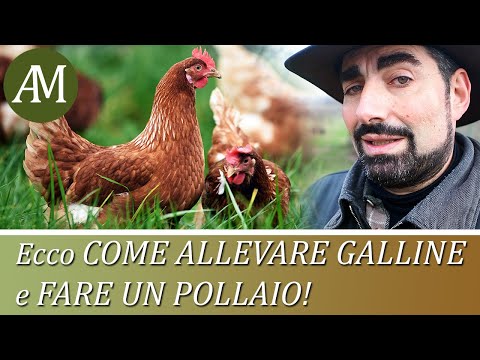 , title : 'Come allevare le galline e fare un pollaio  - Avicoltura e Pollaio'