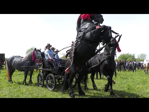 Cei mai frumoși cai dl. Vasile Horandau de la Rădăuți 2021