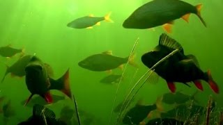 Рыбалка в рыбные рязанской области река проня