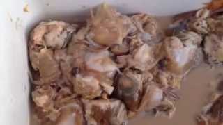 preview picture of video 'Clam Bellies Fresh Clam Belly Bait Best Bait for Warren and Barrington River Stripers'