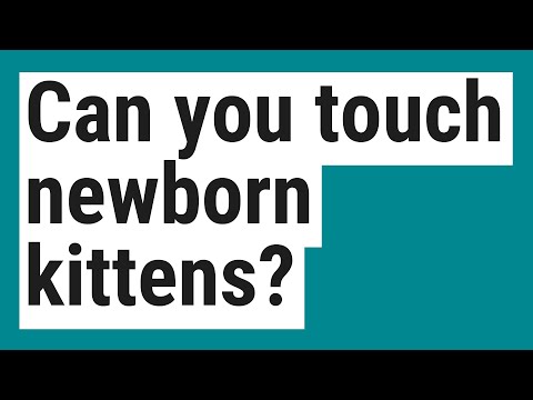Can you touch newborn kittens?