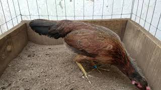 POLLONA ASIL CON KELSO | GALLOS Y RANCHOS