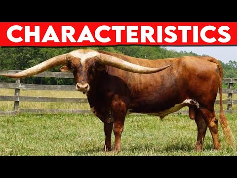 , title : '⭕ Cattle Breeds TEXAS LONGHORN Characteristics ✅ Every Breed In The World | LONGHORN / Biggest Bulls'