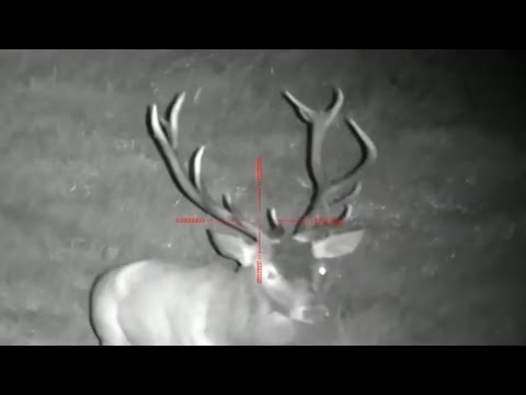 Z MOJEGO ŁOWISKA #26 PARD 008 LRF - RYKOWISKO 2021 - BLIŻEJ JUŻ SIĘ NIE DA