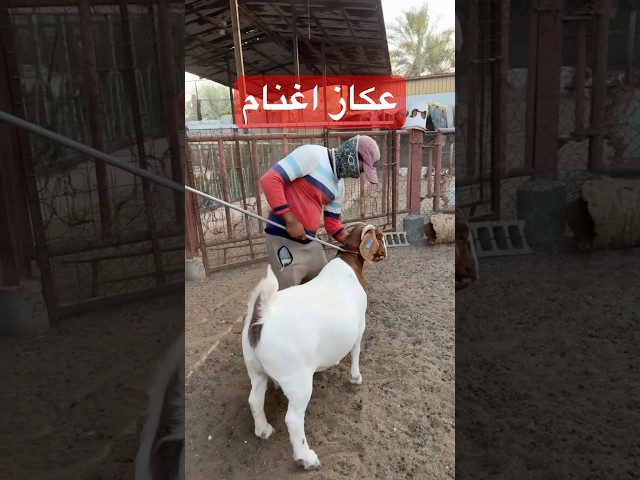 عكاز اغنام
