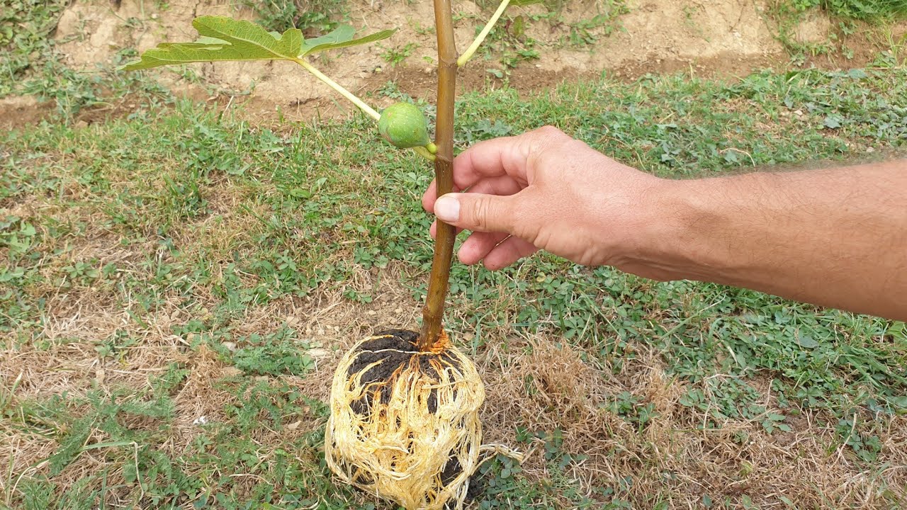 Putar video Razmnožavanje smokve na jednostavan način sekarang Razmnožavanje smokve na jednostavan način