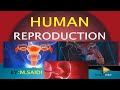HUMAN REPRODUCTION CLASS 12 [GRADE 12 LIFE SCIENCE] THUNDEREDUC (MALE AND FEMALE STRUCTURES) M.SAIDI