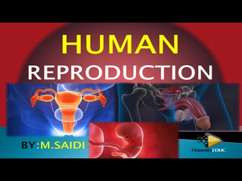 HUMAN REPRODUCTION CLASS 12 [GRADE 12 LIFE SCIENCE] THUNDEREDUC (MALE AND FEMALE STRUCTURES) M.SAIDI