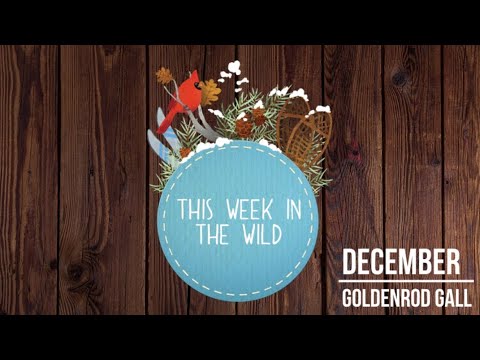 Week 17 - Goldenrod Gall