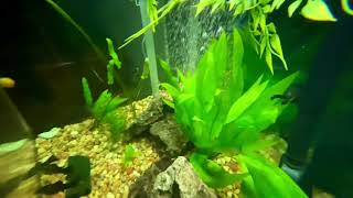 My Old 90 Gallon Aquarium