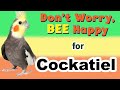 Don T Worry Be Happy Whistle For Cockatiel Practice Cockatiel Whistle