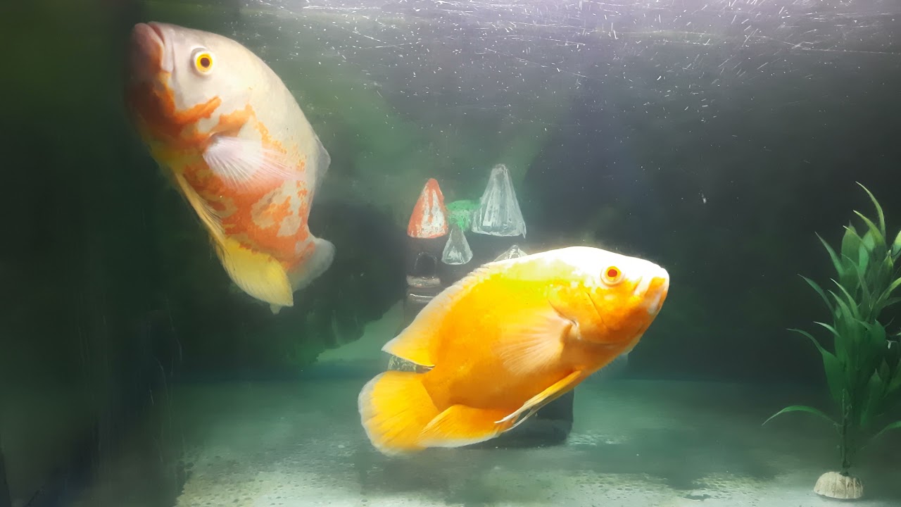 Albino Red Oscar Fish and White Tiger Oscar Fish playing in My Aquarium