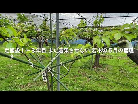 地面に梨の木を植える