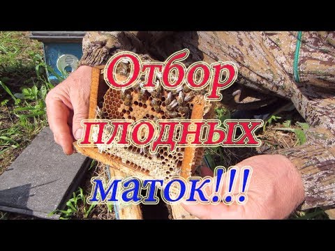 ОТБОР ПЛОДНЫХ МАТОК ИЗ НУКЛЕУСОВ, С ПОДСАДКОЙ НЕПЛОДНОЙ🔥🔥🔥