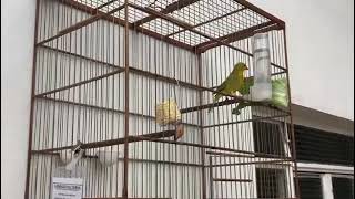 CT - FORASTEIRO DO CRP