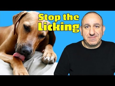 YouTube video about: Why do maltese dogs lick so much?