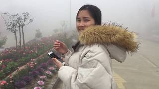 Du Lịch Thung Lũng Mường Hoa|Cáp Treo Fansipan|Sapa