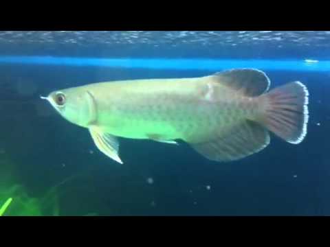 Arowana Yellowtail Varghis