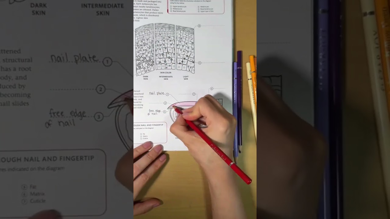 Human body coloring book