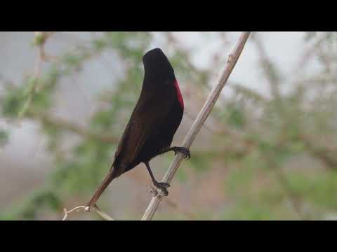 Nektárovka čiernobradá (Chalcomitra hunteri) — spev a hlas v prírode